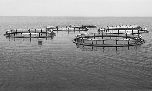 物聯(lián)網(wǎng)助力水產(chǎn)養(yǎng)殖進(jìn)行智能化管理。