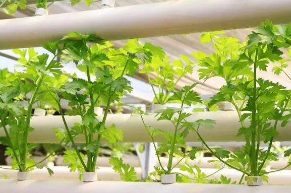 無土栽培技術(shù) 無土栽培技術(shù)